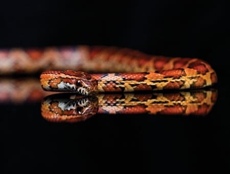 Snake - fauna, animal, reptile, Snake