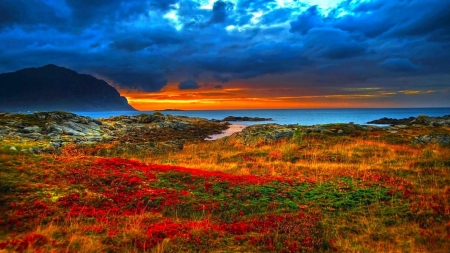 colorful sunset - nature, sky, colorful, sunset, flowers, wildflowers