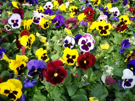 flowers - flowers, colorful, garden, pansies