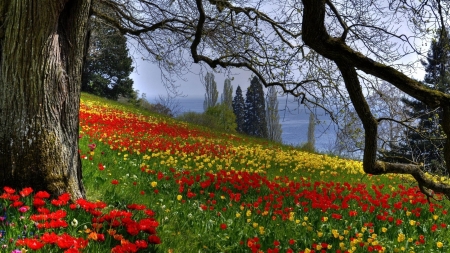 FLOWERS ON THE HILL SIDE