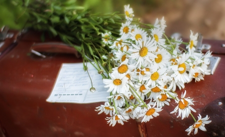 ♥ - daisies, flowers, photography, soft