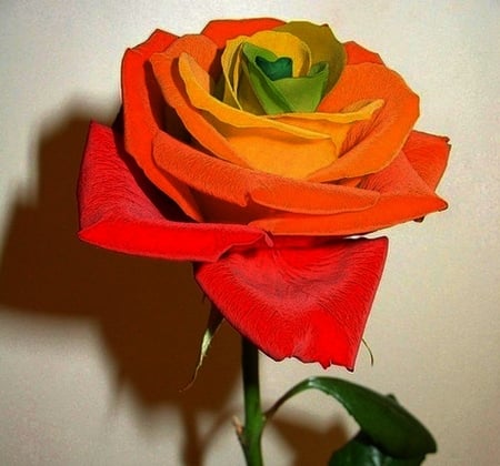 Rose - cool, roses, beautiful, photography, flowers, still life