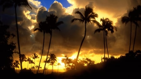 hawaii sunrise - cloud, sunrise, hawaii, tree