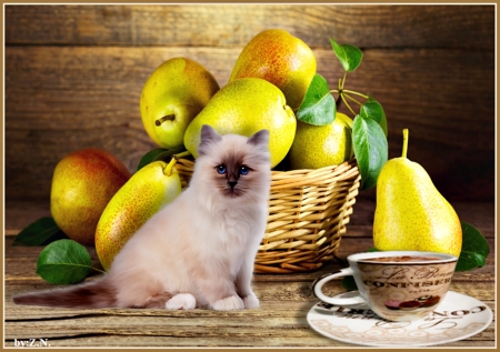 Cat ,still life - morning, coffee, cat, fruits