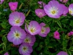 Petunias