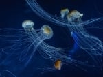 Jellyfish