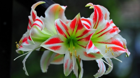 Amaryllis - white, blossoms, petals, red, flower