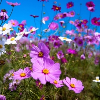 Flowers at Hitachi Seaside Park, Japan