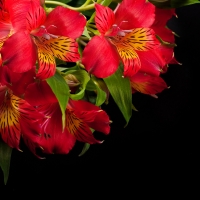 Alstroemeria background