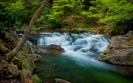 Forest stream - trees, cascades, water, greenery, summer, brook, creek, forest, beautiful