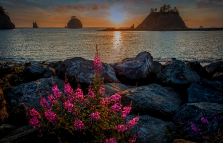 Olympic NP - sky, lake, national park, sunset, reflection, river, beautiful, stones, olympic, wildflowers