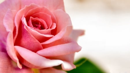 Pink Rose With Love  - close up, love, wide screen, beauty, photography, rose, macro, floral, beautiful, romance, photo, flower