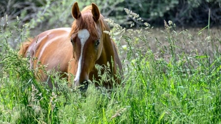 Yes I See You  - wide screen, horse, animal, beautiful, photo, photography, equine