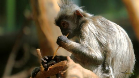 silvered langur - silvered, primate, langur, monkey