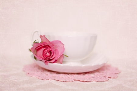 Have a sweet moment - trandafir, white, pink, tea, rose, cup, flower