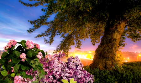 Flowers under the Tree - Sunset, Tree, Nature, Flowers