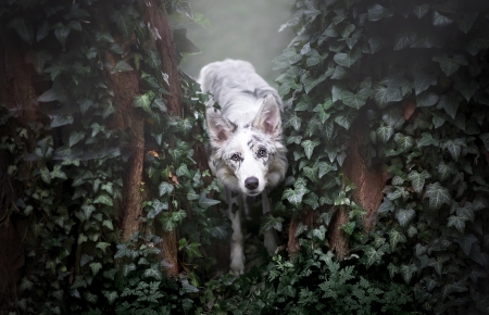 Dog - beauty, ciri, ivy, white, australian shepherd, dog, animal, green, border collie