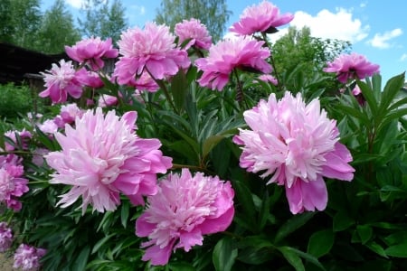 Peonies - peony, green, flower, pink