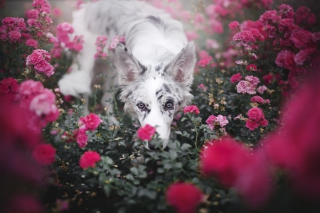 Between roses - trandafir, ciri, puppy, summer, caine, white, australian shepherd, dog, pink, border collie, flower