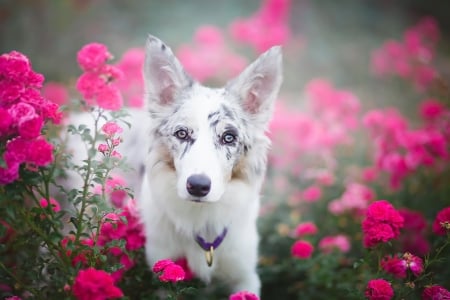 Between flowers - summer, flower, animal, pink, caine, beauty, shepherd, ciri, white, border collie, australian, blue eyes, vara, dog, green