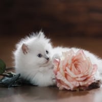 White Kitten with Rose