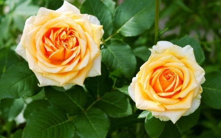 Double Rose - flowers, roses, nature, yellow, beauty, petals, thorns