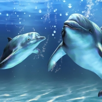 Dolphins Smile