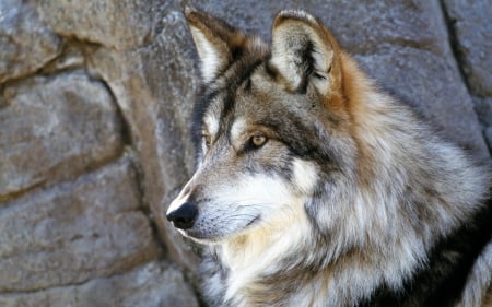 wolf - canine, dog, animal, wolf