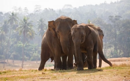 elephants - elephants, field, grass, tree