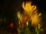 Crocus