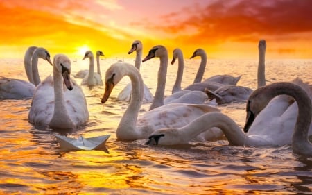 Swans - reflections, sky, paperboat, lake, water, sunset, colors