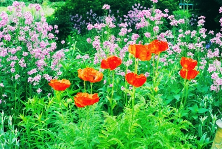 Poppies - flowers, blossoms, garden, plants