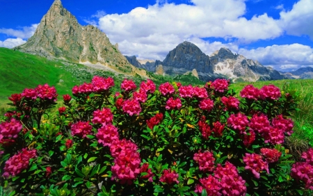 Flowers and Mountains - sky, rhododendron, landscape, clouds, spring