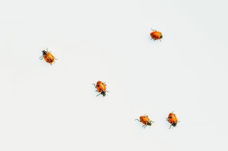 Ladybugs - white, red, dot, black, ladybugs, art