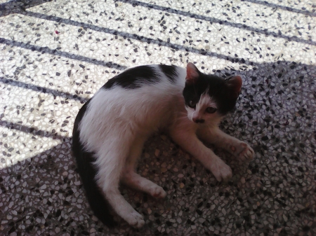 black-white kitten - cute, play, balcony, kitten