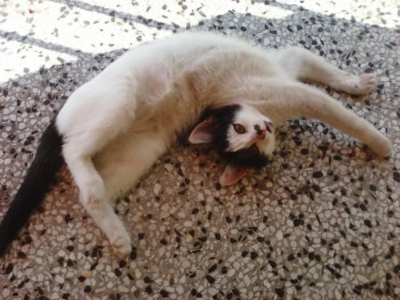 black-white kitten - cute, kitten, floor, play, balcony