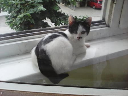 kitten on window - cute, outdoor, kitten, window