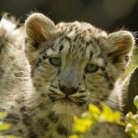 Snow Leopard