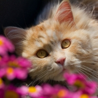 Ginger Cat