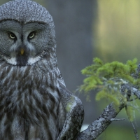 The Great Gray Owl