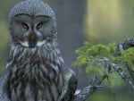 The Great Gray Owl