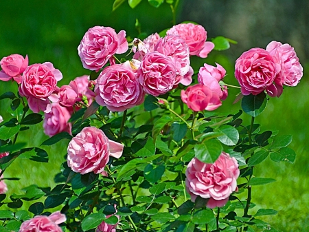 Rose Bush - Flowers & Nature Background Wallpapers on Desktop Nexus ...