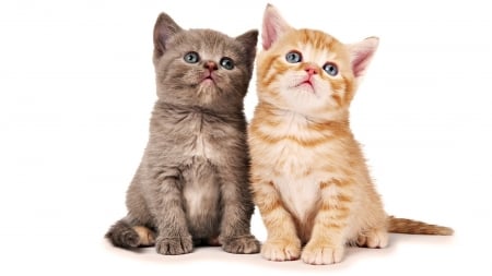 Kittens - couple, gonger, cat, pisica, kitten, animal, orange, sweet, cute