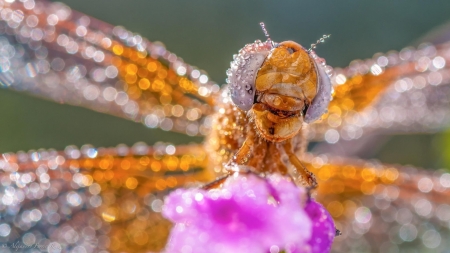 Dragonfly - dew, water drops, wings, macro, orange, flower, pink, dragonfly