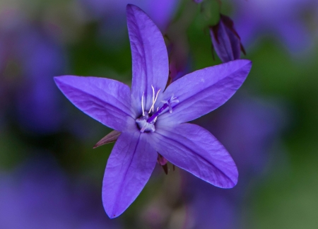 Blue flower - summer, blue, green, flower, vara