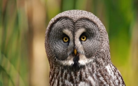 Owl - owl, bird, green, pasare, bufnita