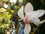 Petal on a branch