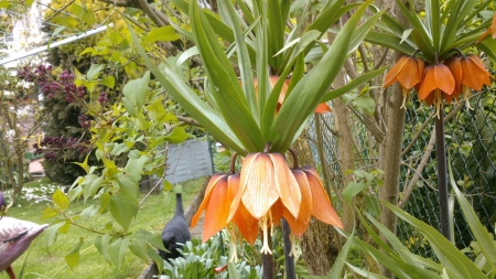 Hanging Petals - black cat, snapshot, summertime, branch, leaf, black, living nature, petal, petals, orange, plant, green, sunny, photograph, garden, grass, cat, summer, plants, nature, leafs, flowers, photo, flower