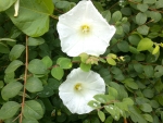 White Jug in the Green