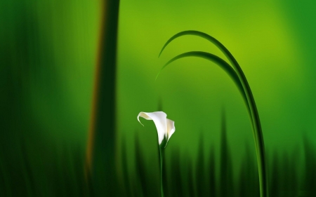 Green harmony - nature, calas, green, flower